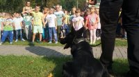 Psy wraz z przewodnikami.
