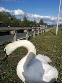 interwencja mundurowych wobec łabędzia który utknał na pasie zieleni na świętochłowickim odcinku DTŚ