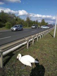 interwencja mundurowych wobec łabędzia który utknał na pasie zieleni na świętochłowickim odcinku DTŚ