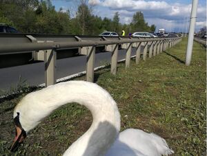 interwencja mundurowych wobec łabędzia który utknał na pasie zieleni na świętochłowickim odcinku DTŚ