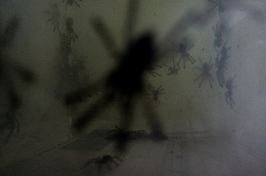 młode osobniki pająków gatunku Poecilotheria Regalis - ptasznik królewski