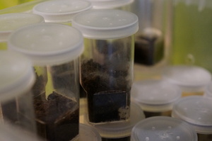 plastikowe słoiczki do hodowli pająków