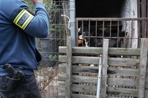 zdjęcie przedstawia policjanta a w tle psy w klatce