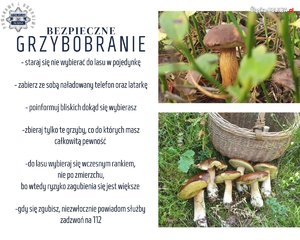 grafika przedstawia informacje na temat bezpiecznego grzybobrania