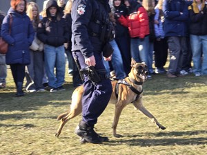 zdjęcie przedstawia policjanta z psem służbowym