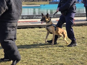 zdjęcie przedstawia policjanta z psem służbowym