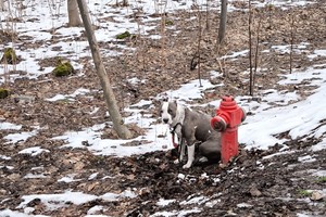 zdjęcie przedstawia psa przywiązanego do hydrantu
