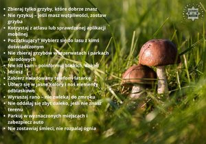 zdjęcie przedstawia grzyby i listę porad bezpieczeństwa