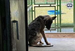 zdjęcie przedstawia psa w schronisku