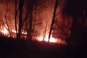 zdjęcie przedstawia pożar lasu