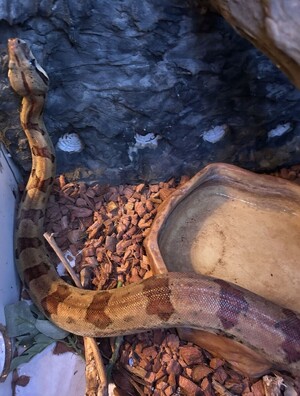 zdjęcie przedstawia węża