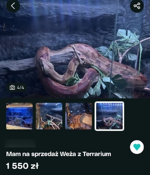 zdjęcie przedstawia węża